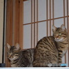 くつろぐニャンたち。