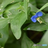 青きつゆくさの花～(^^♪。