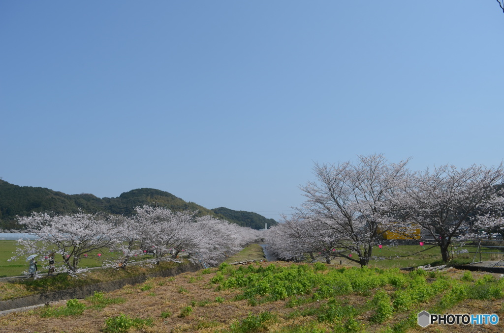 戸根川のさくら。