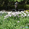 花菖蒲のたば～(^^♪。