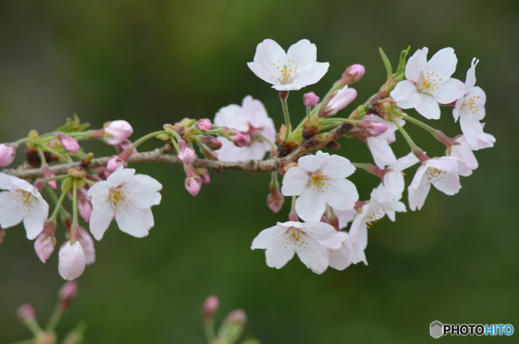 桜の舞。