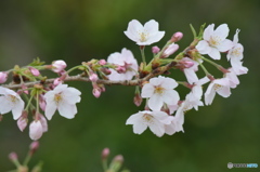 桜の舞。