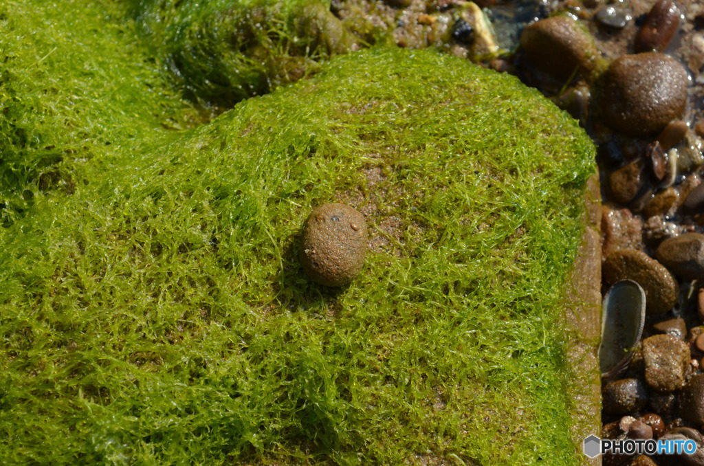 海藻の上の石。