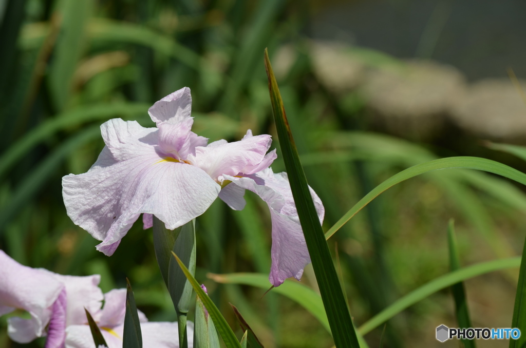 美しき花菖蒲。