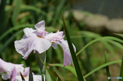 美しき花菖蒲。