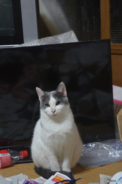 みみちゃんです、宜しくです。