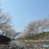 桜並木、両翼
