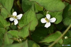 ドクダミの花～(^^♪。