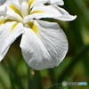 白い花菖蒲～(^^♪。