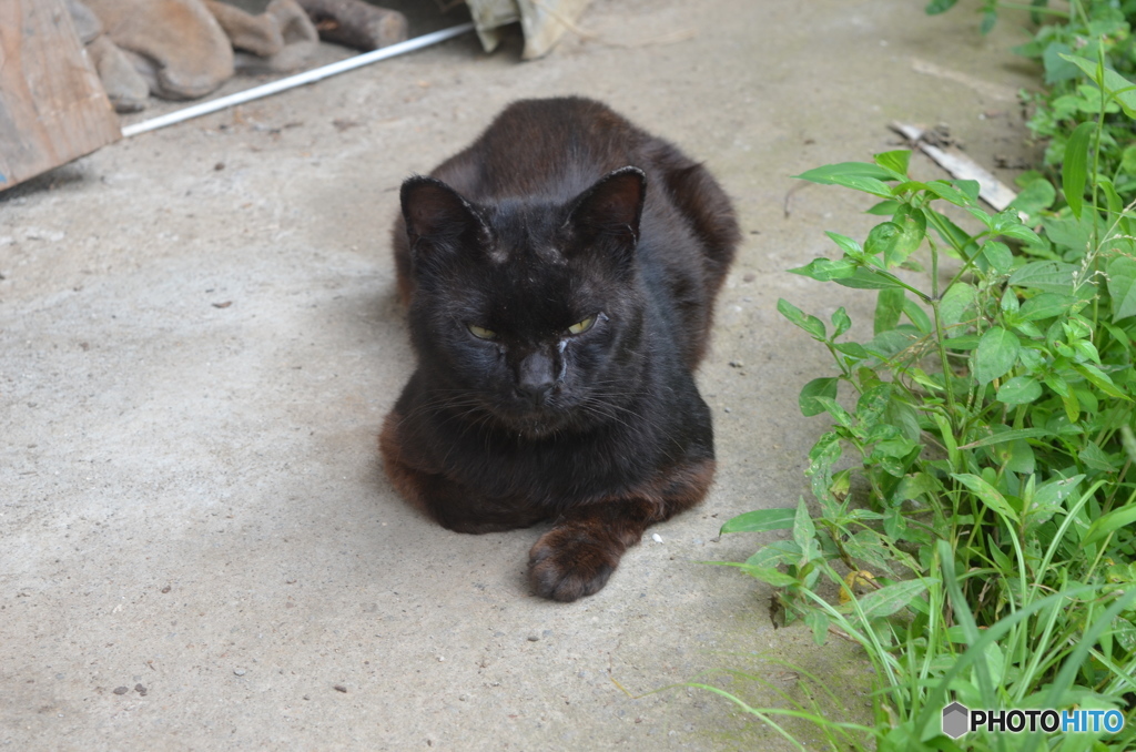 黒猫ポン吉です。