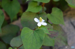 ドクダミの花。