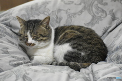 風太、まどろみ中～(^^♪。