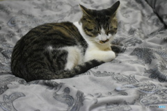 眠いんだ～(^^♪。