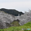 川沿いの桜～(^^♪。
