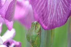 花菖蒲の下に。