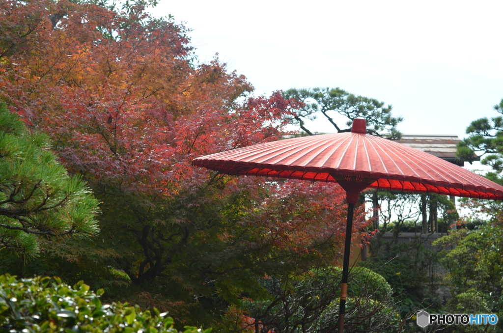 紅葉のころ。
