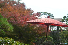 紅葉のころ。