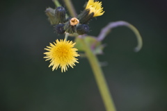 ノゲシの花～(^^♪。