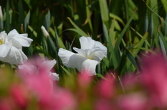 前ボケ、白菖蒲。