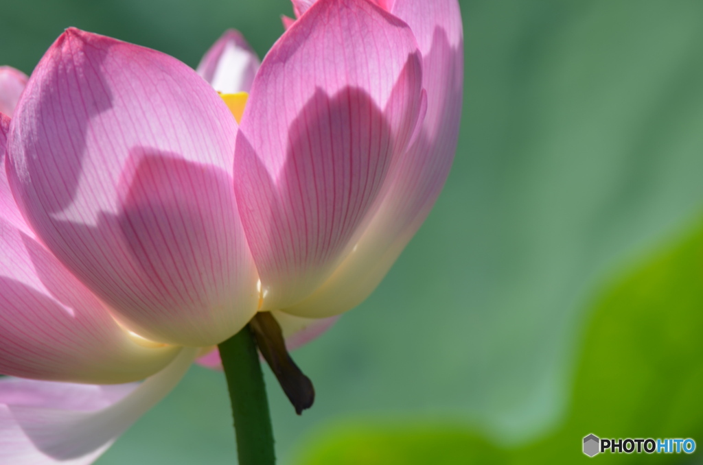 影した蓮の花。