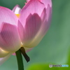 影した蓮の花。