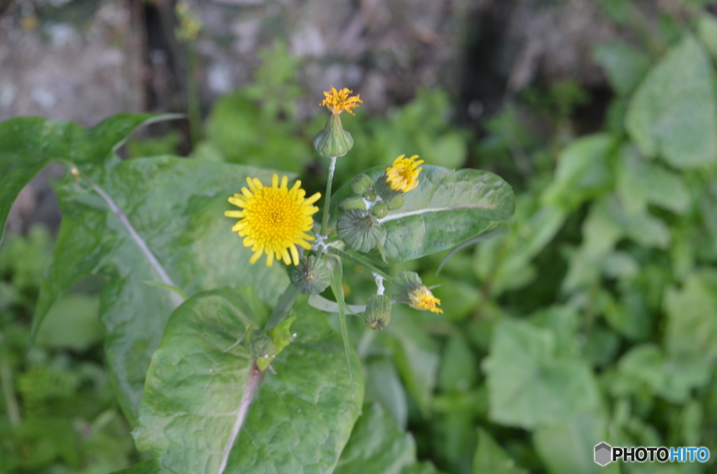 ノゲシの花でした。