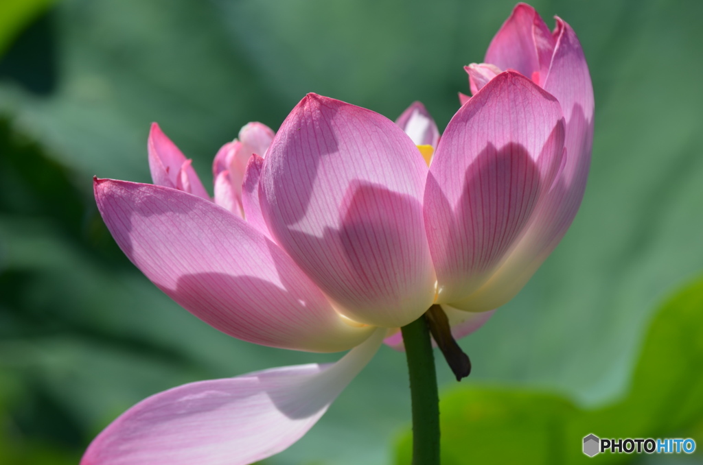 影がさしたハスの花。