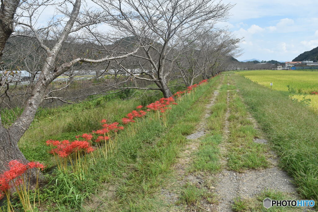 彼岸花の小路～(^^♪。