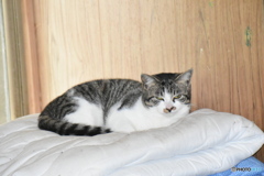 メイちゃん、くつろいでいます～(^^♪。