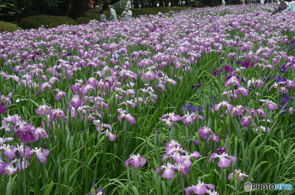 花菖蒲～(^^♪。