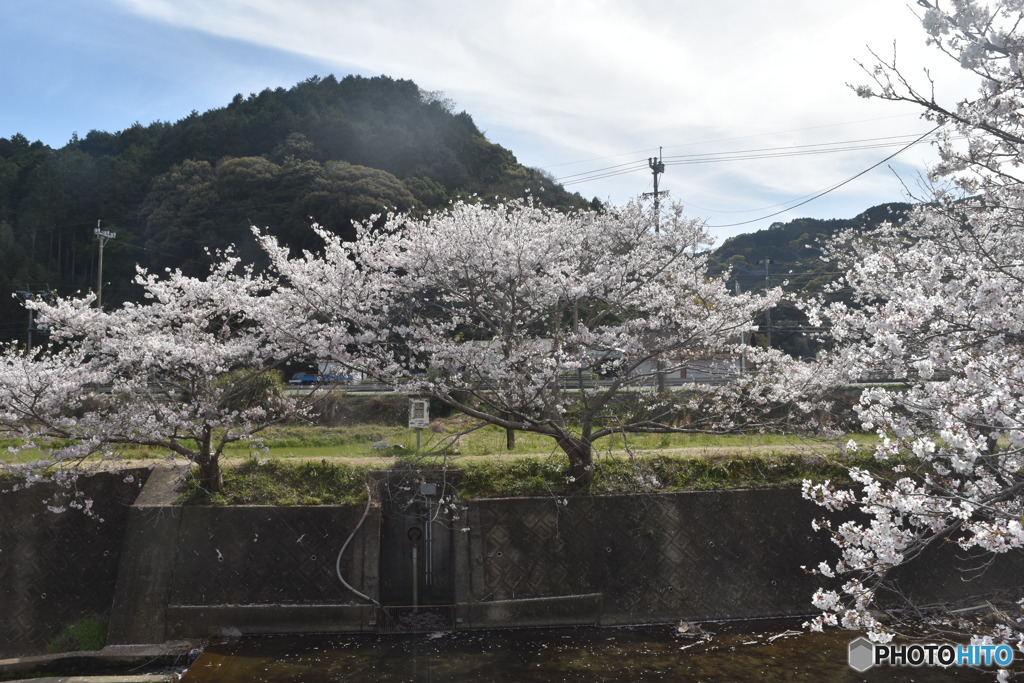 対岸のさくら～(^^♪。