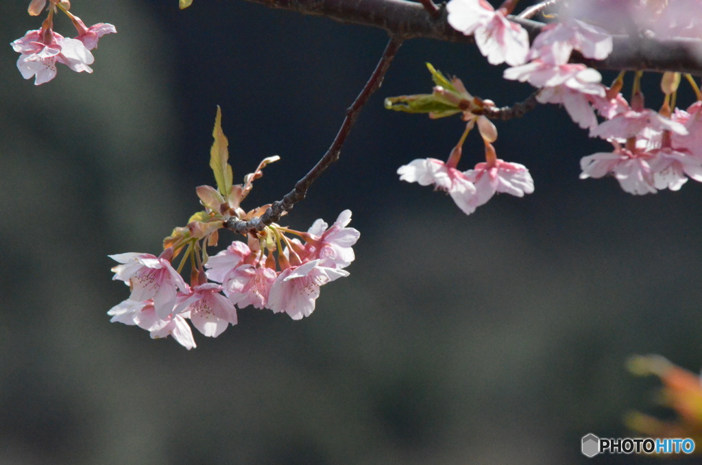 桜のはなのころ。