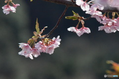 桜のはなのころ。