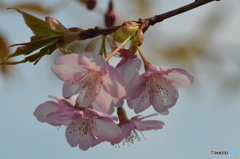 河津桜の風