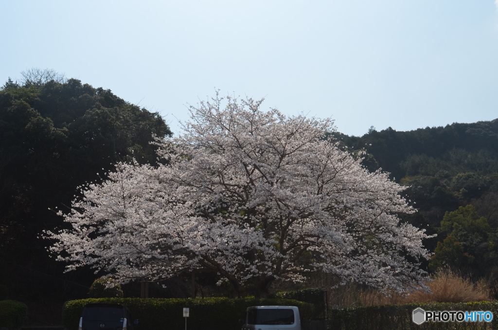 一本ざくら。