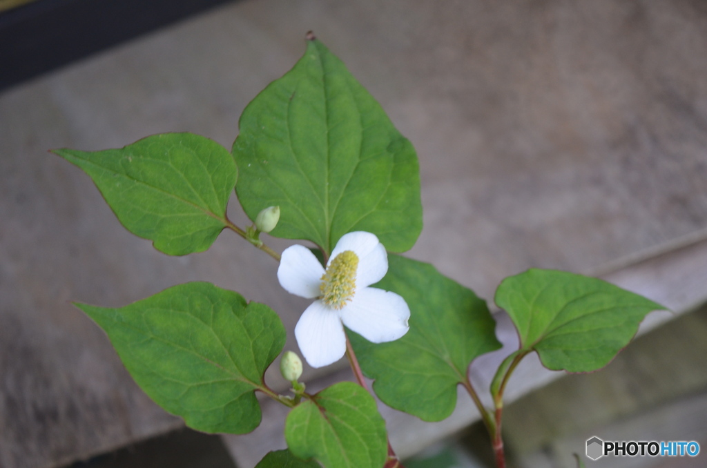 晴天のドクダミの花。