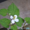 晴天のドクダミの花。