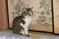 未だ、野良の風太～(^^♪。