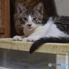 子猫～＾＾。