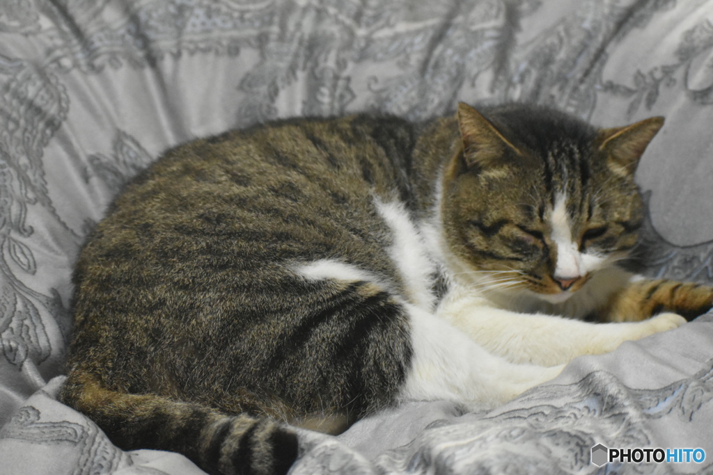 布団の上でくつろぐ風太～(^^♪。