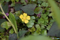へびいちごの花～(^^♪。