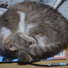 アンモナイト猫。