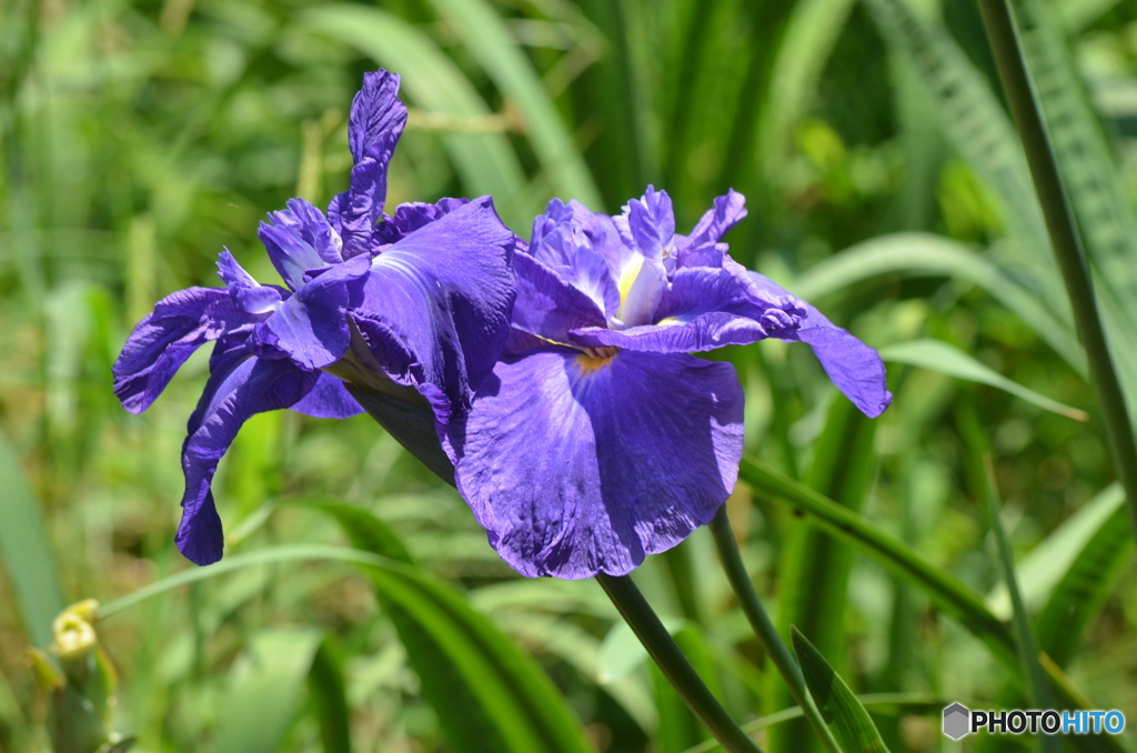 かがやく花菖蒲。