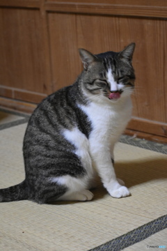 舌がぺろり～風太～(^^♪。