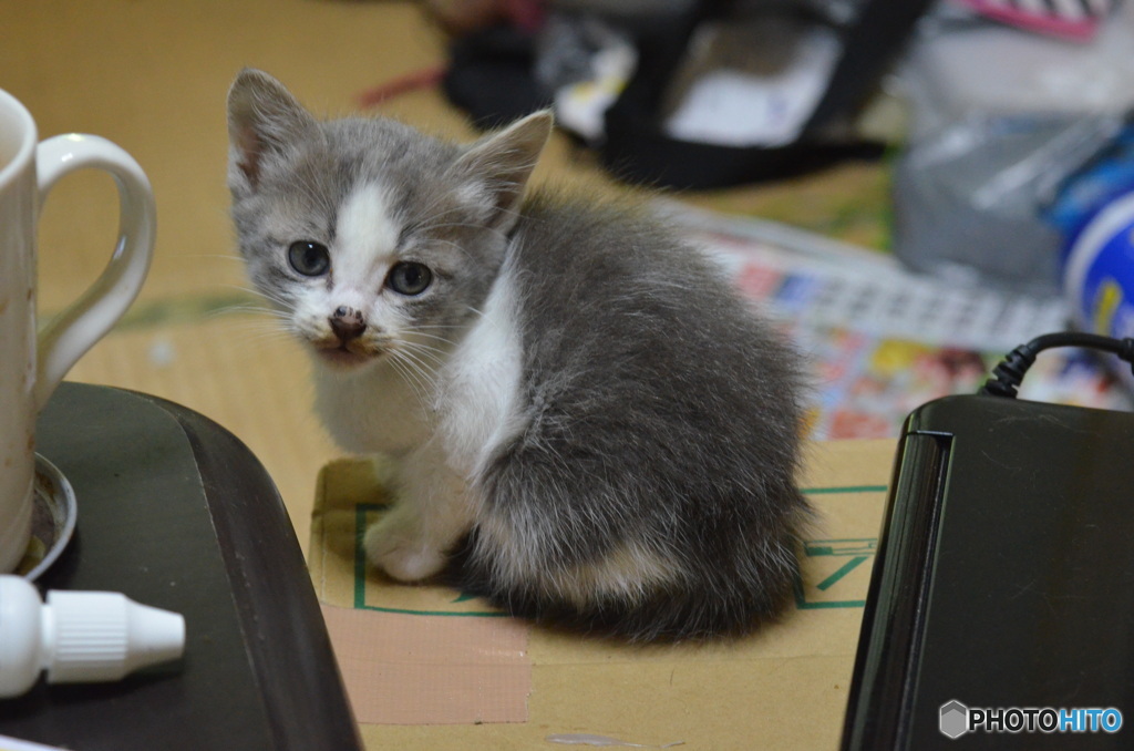 ちびちゃん。