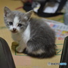 ちびちゃん。