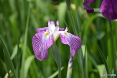 輝く、花菖蒲～(^^♪。