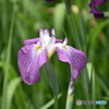 輝く、花菖蒲～(^^♪。