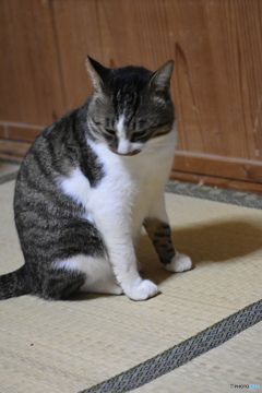 この畳いいな～(^^♪。
