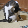 風太～かいーの～(^^♪。